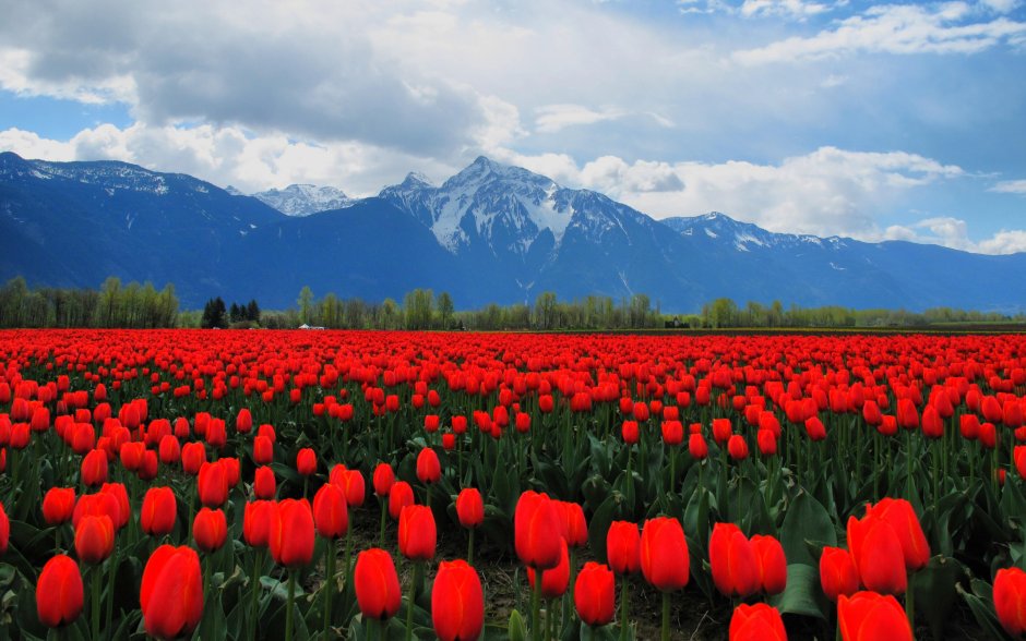 Кыргызстан тюльпановое поле