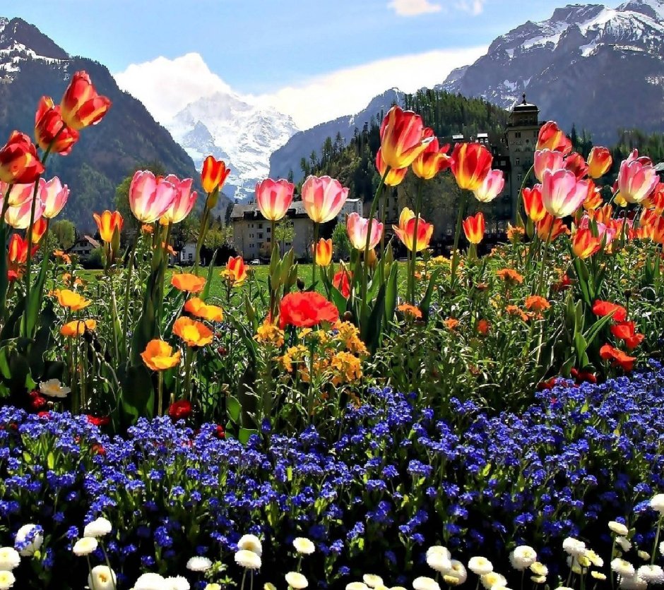 Альпийские горы черные тюльпаны Абхазия