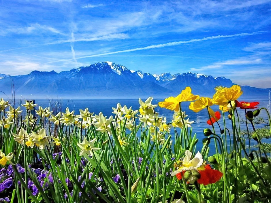 Горы озера цветы Швейцария