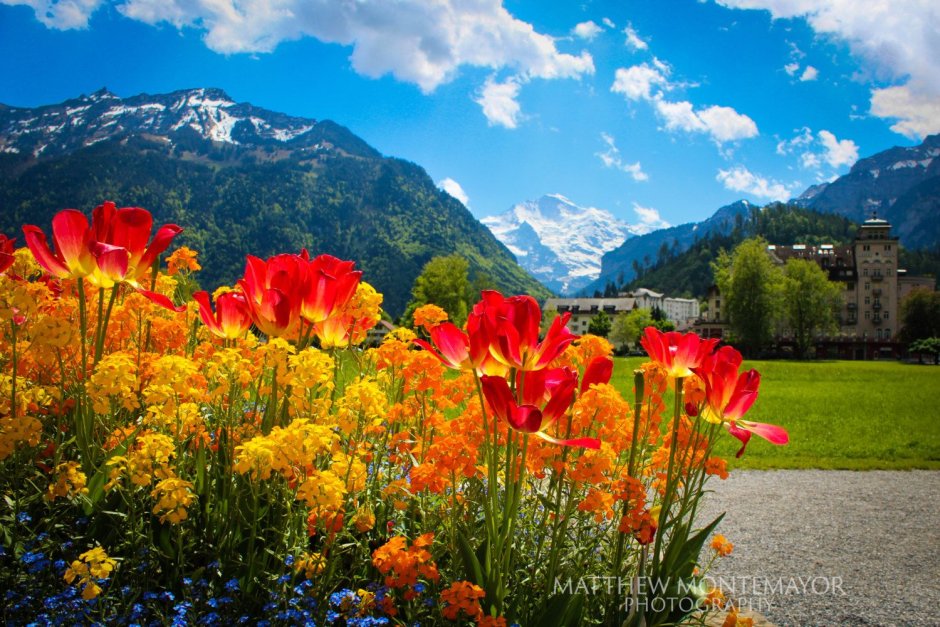 Альпийские Луга Швейцария весной