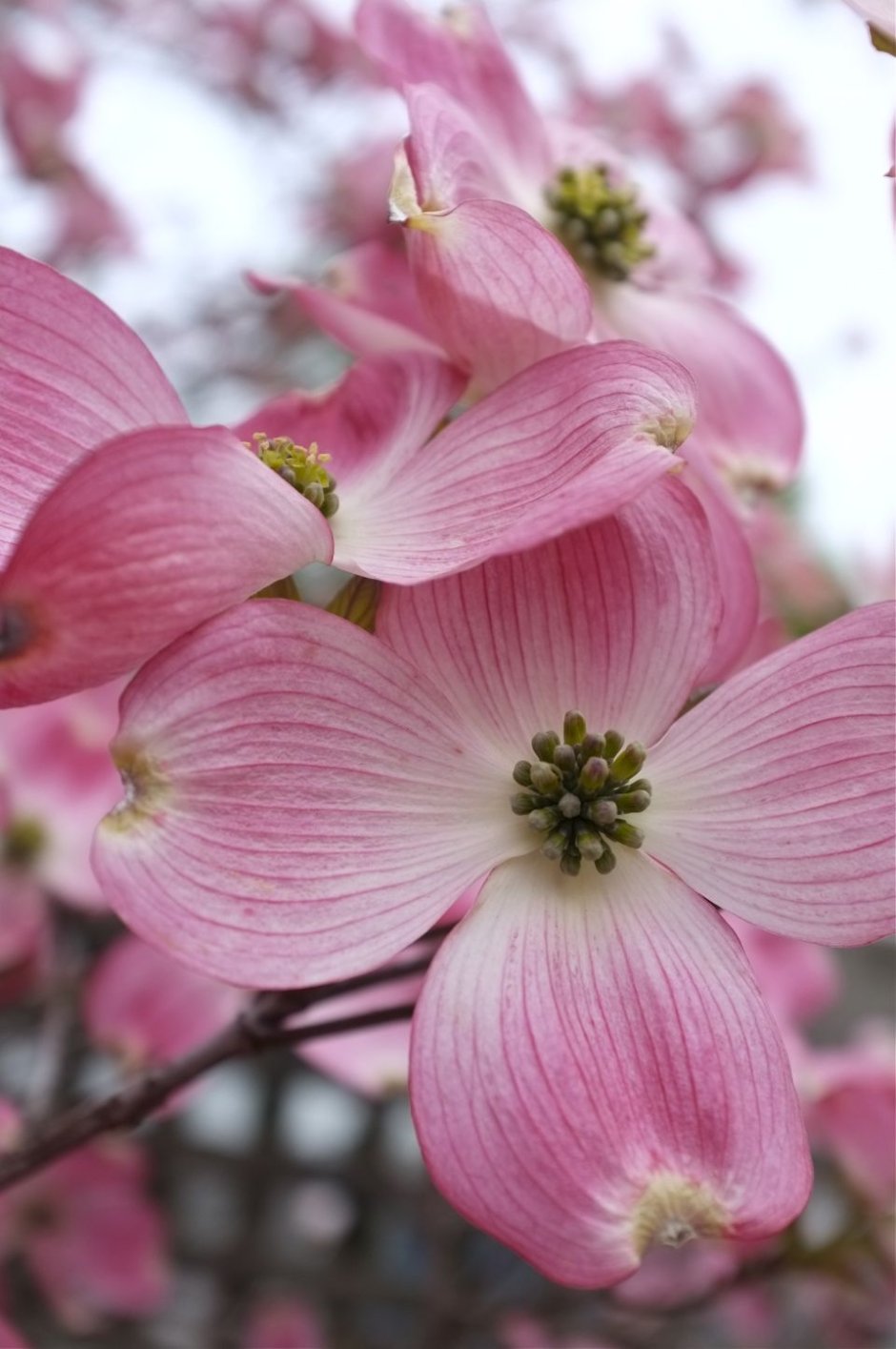 Кизил Цветущий (Cornus Florida)