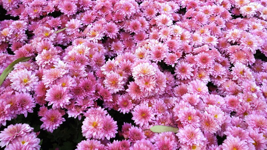 Хризантема BRANQUEEN Pink