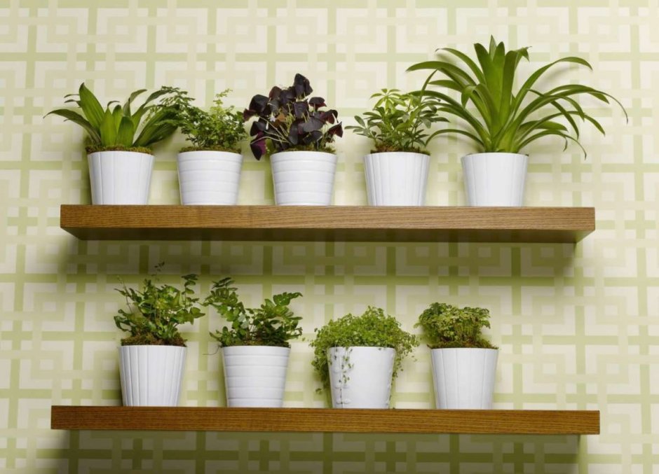 Полки для растений на стену
