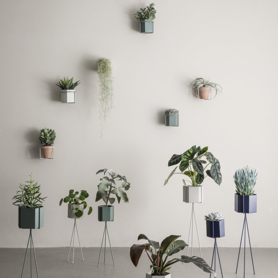 Растения в горшках на стене