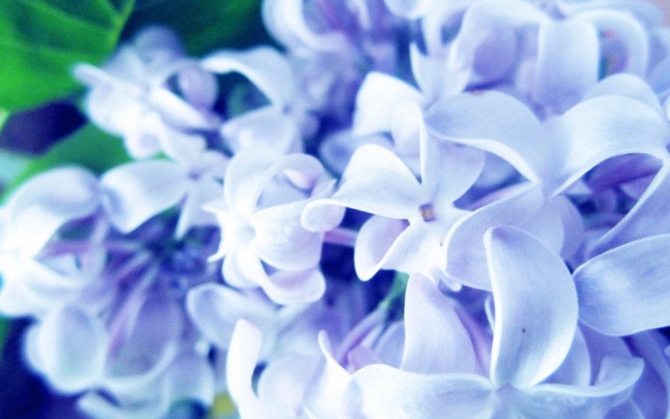 Цветы голубые сиреневые