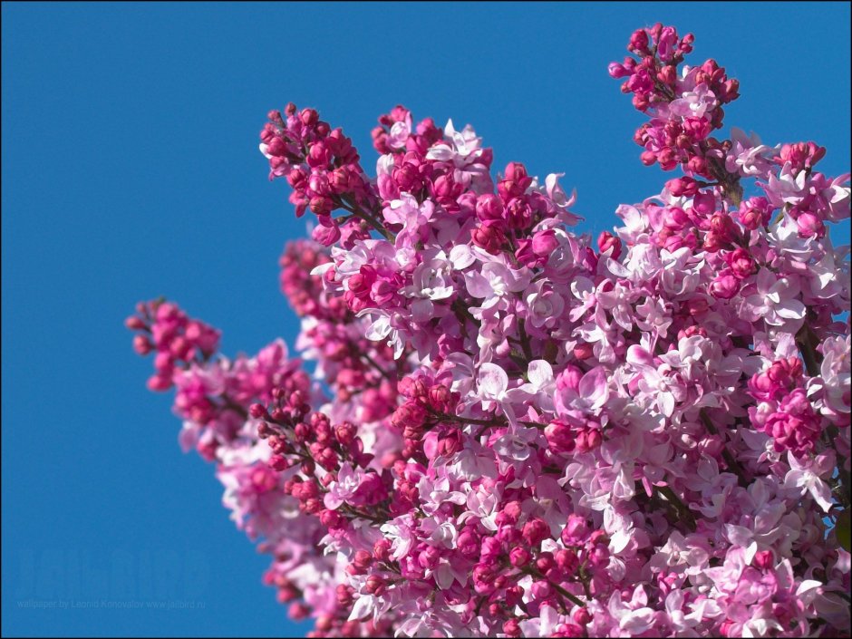 Сирень обыкновенная Алтайская розовая