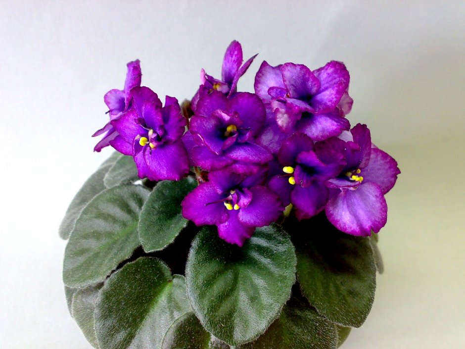 Фиалка лабрадорская — Viola labradorica