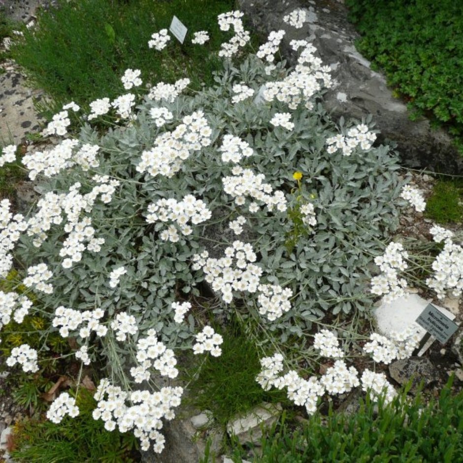 Achillea umbellata