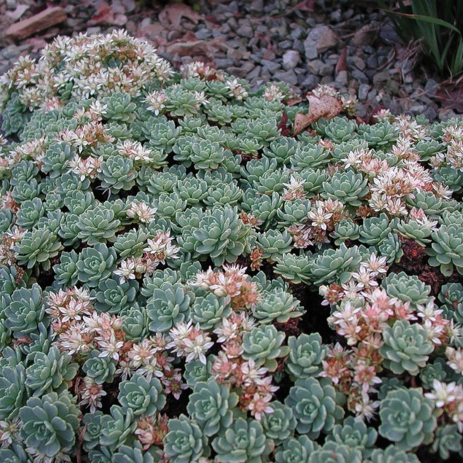 Очиток толстоветвистый - Sedum pachyclados