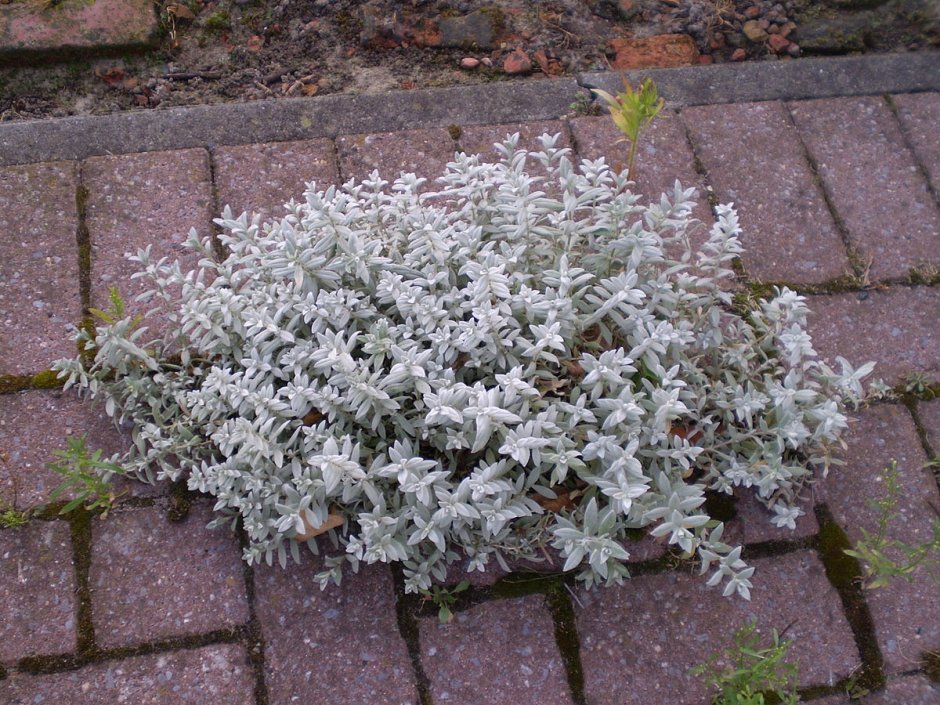 Ясколка войлочная (Cerastium tomentosum)