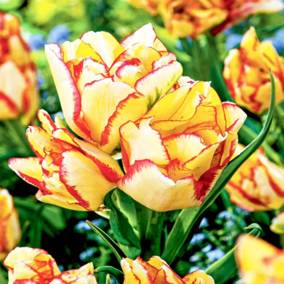 Тюльпан многоцветковый Aquilla