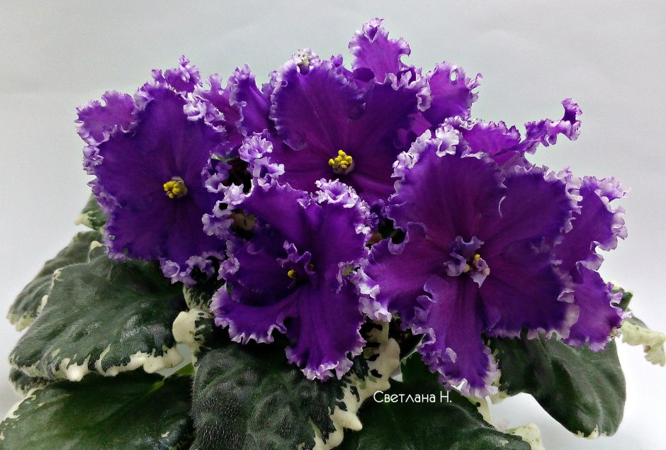 Зимние фиолетовые цветы