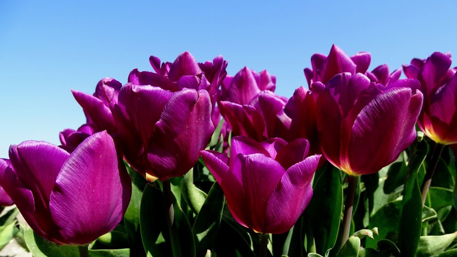 Бархатные фиолетовые тюльпаны