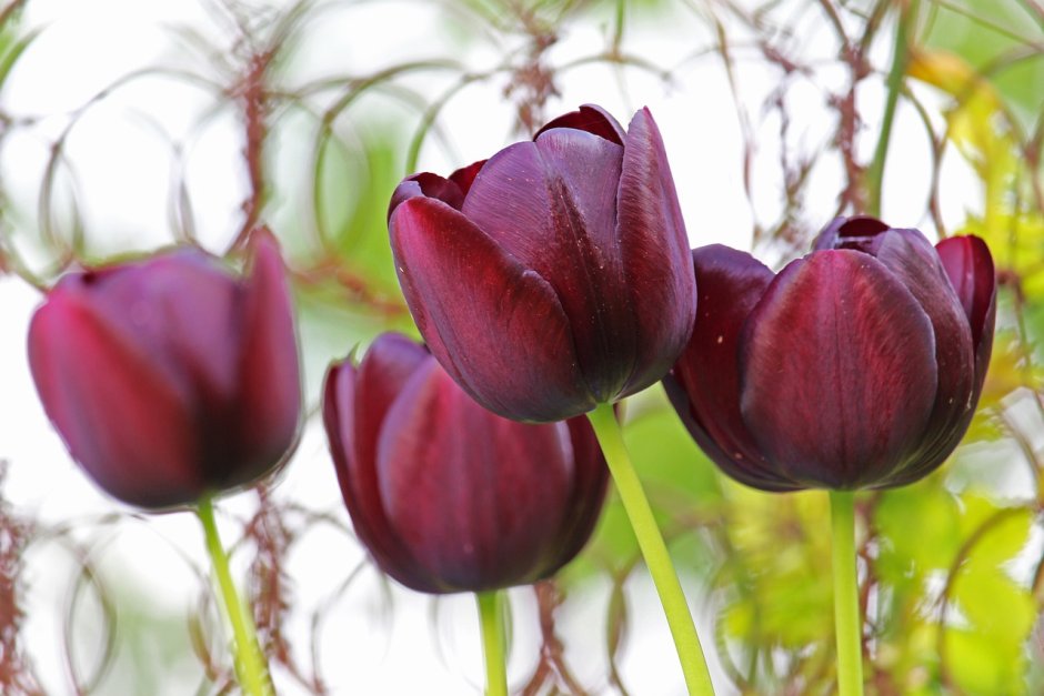 Purple Elegance тюльпан