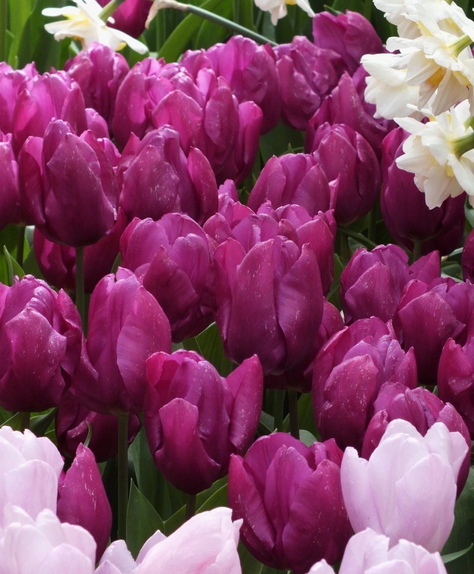 Тюльпан пурпур леди