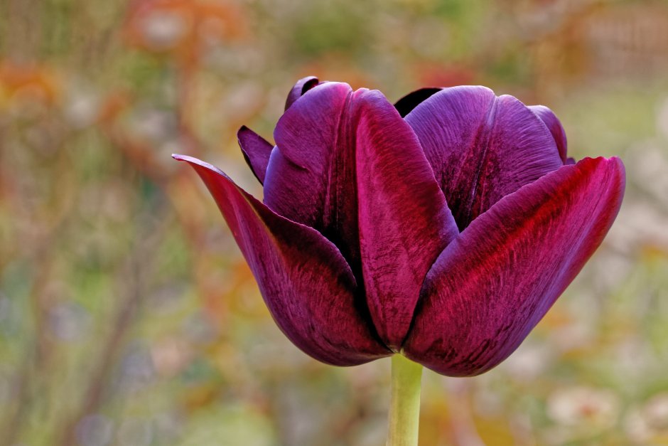 Луковицы тюльпаны микс пурпур
