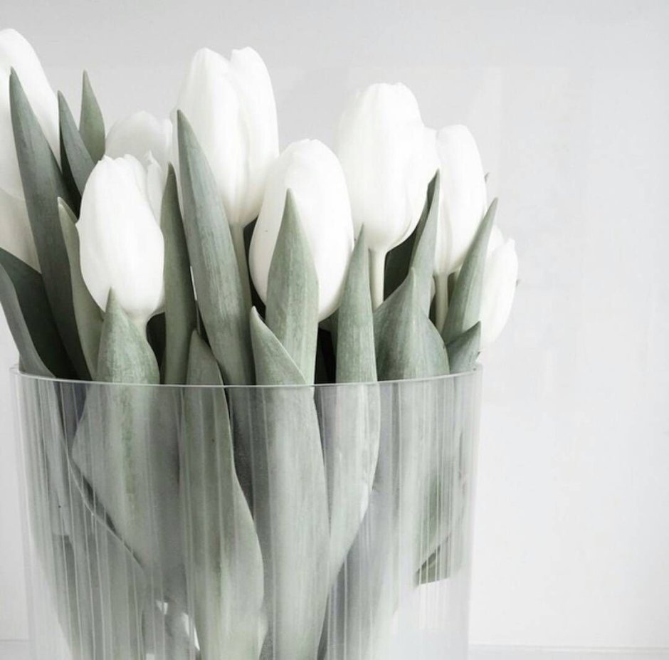 Красивый букет белых тюльпанов в руках