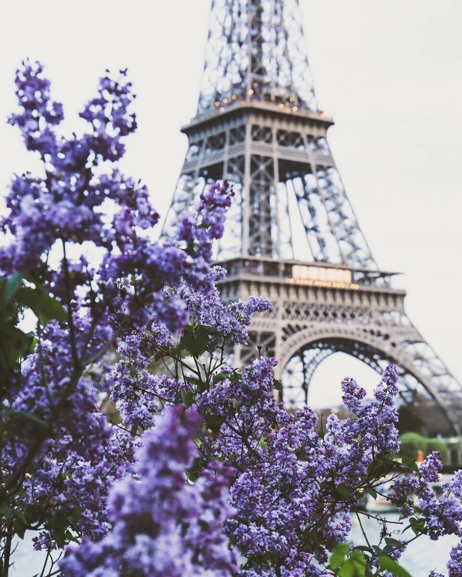 Цветы Франции