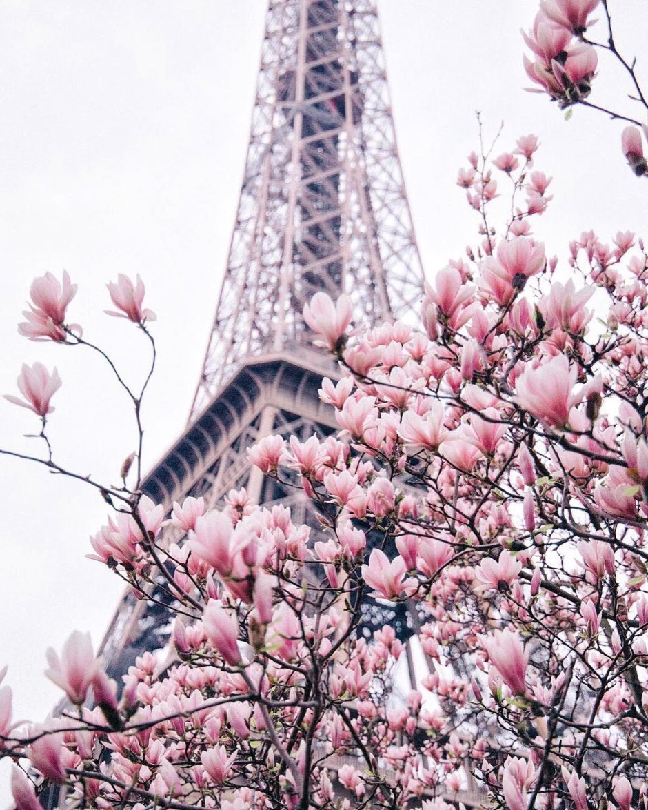 Букет цветов в Париже