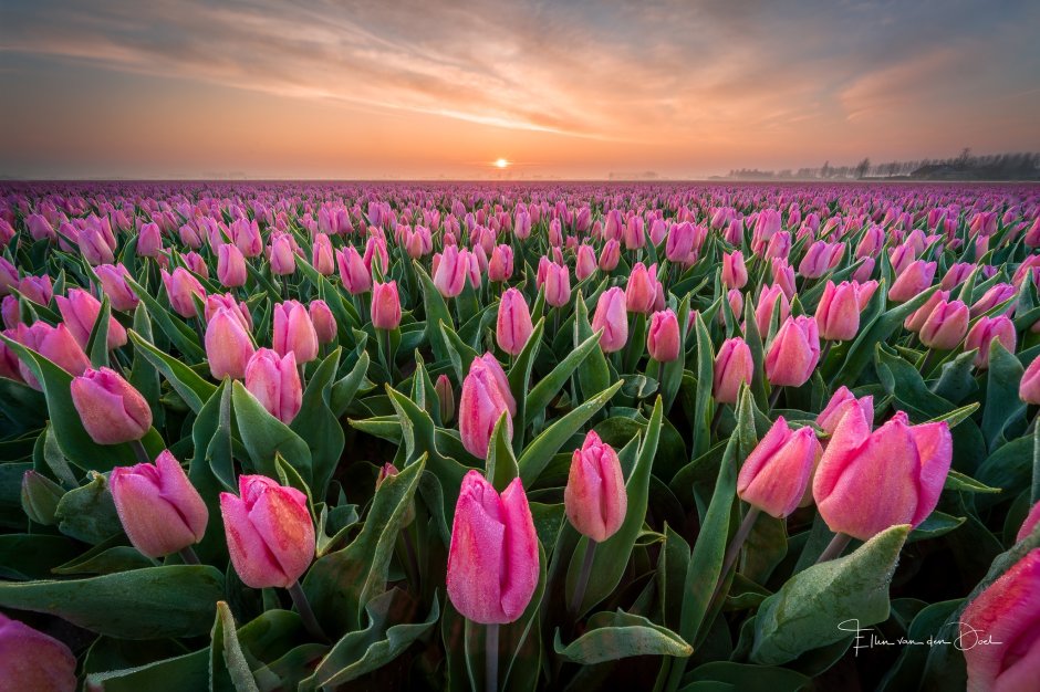 Тюльпаны розовые Голландия
