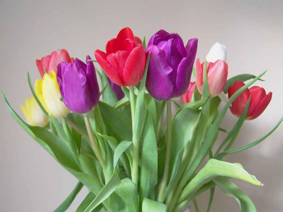 Lorenzo Tulip тюльпан