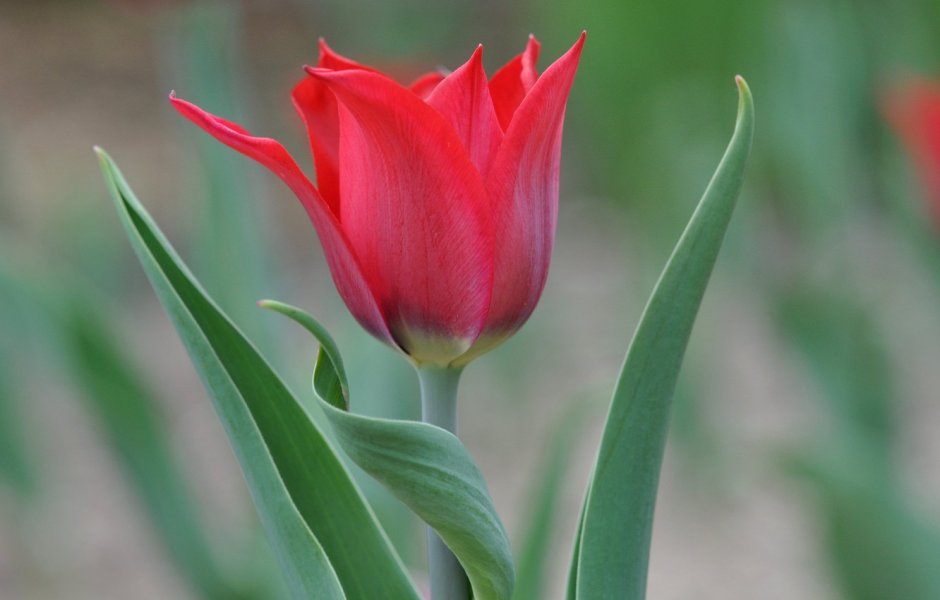 Тюльпан cheirosa