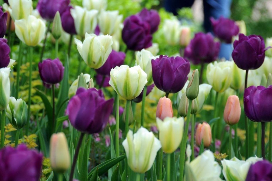 Цветовые сочетания тюльпанов