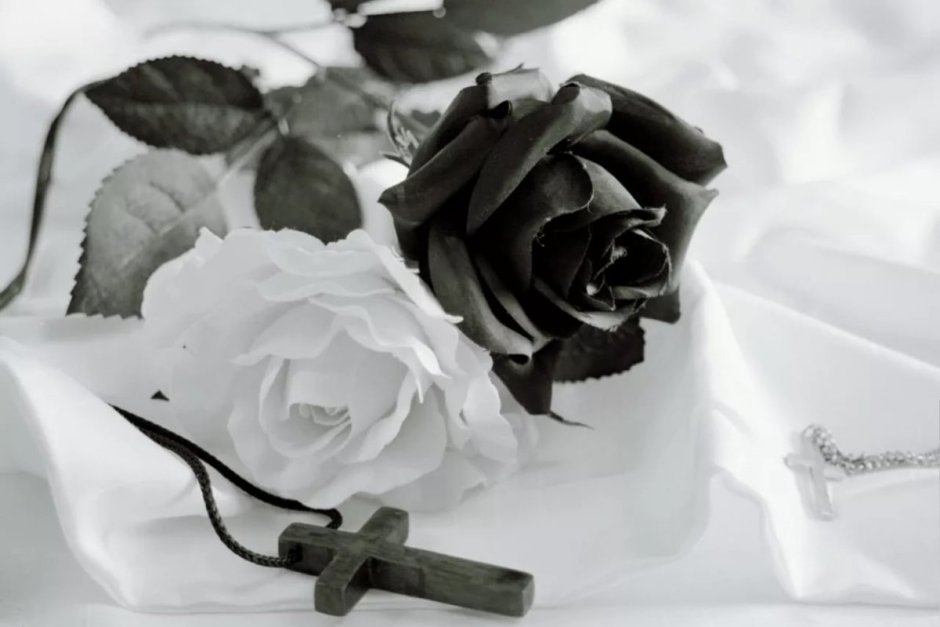 Чёрные розы на белом снегу