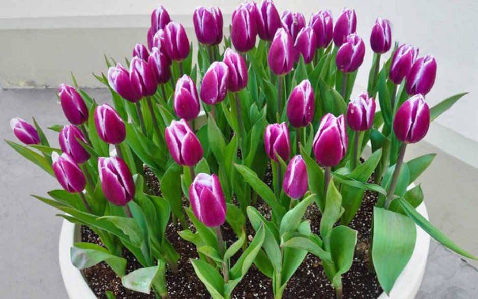 Propagation Tulips in the Pot