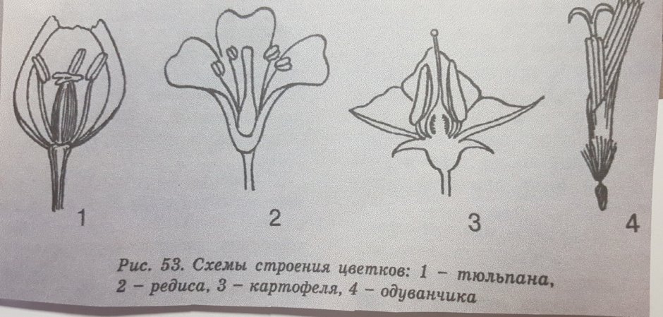 Околоцветник тюльпана