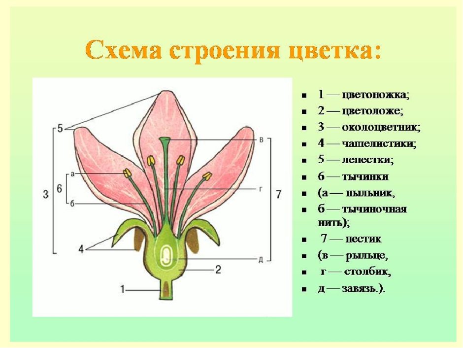 Строение цветка цветоножка и цветоложе