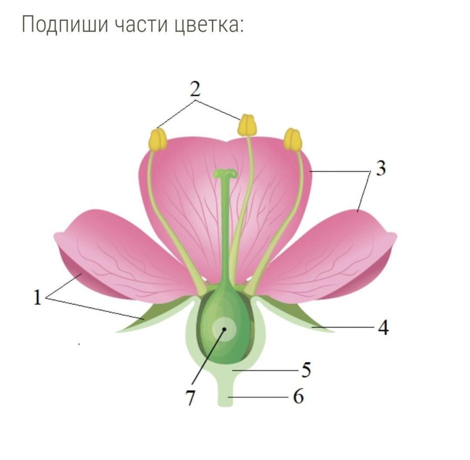 Цветоложе цветоножка чашечка венчик