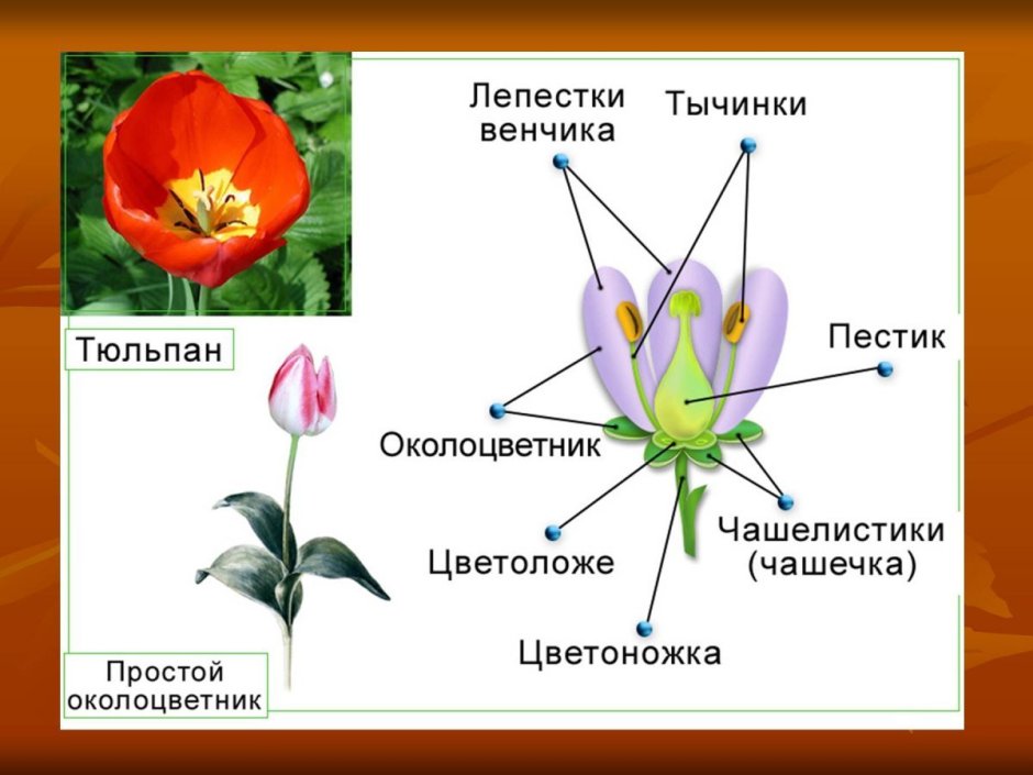 Околоцветник чашечка и венчик