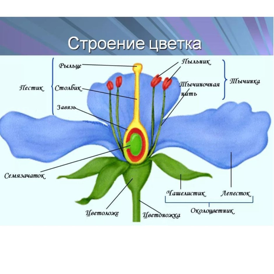 Строение цветка схема биология