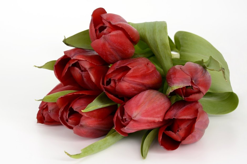 Тюльпаны бордовые с белым