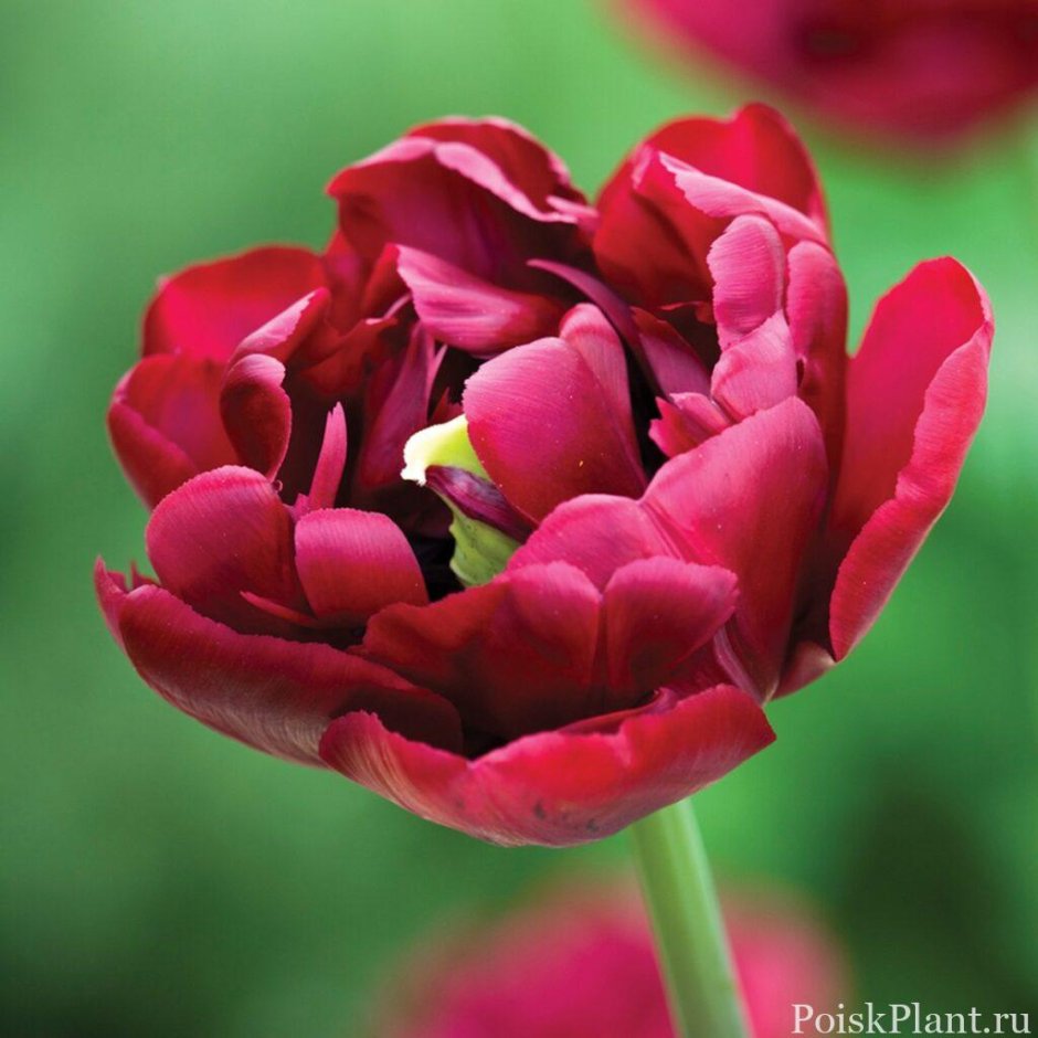 Тюльпан махровый ранний antraciet