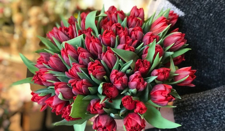 Махровые бордовые тюльпаны