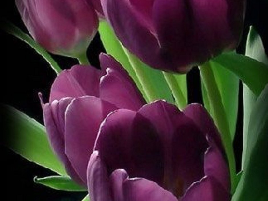 Тюльпан бургунди фото черно-фиолетовый