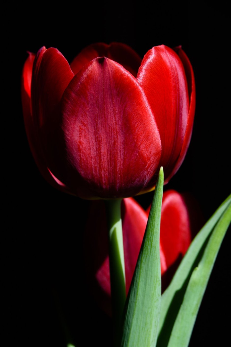 Темно красные тюльпаны