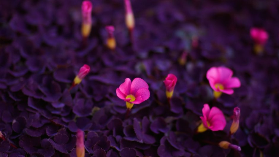 Розово фиолетовые цветы