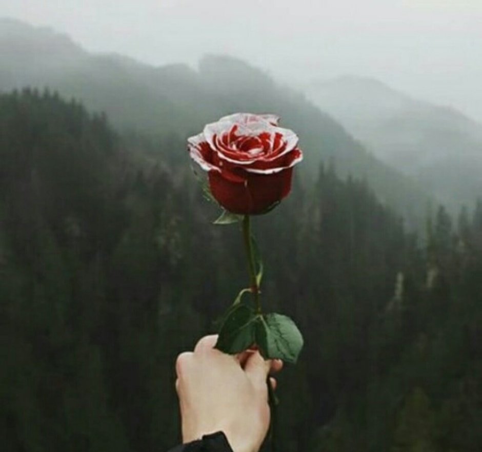 Одна роза в горах