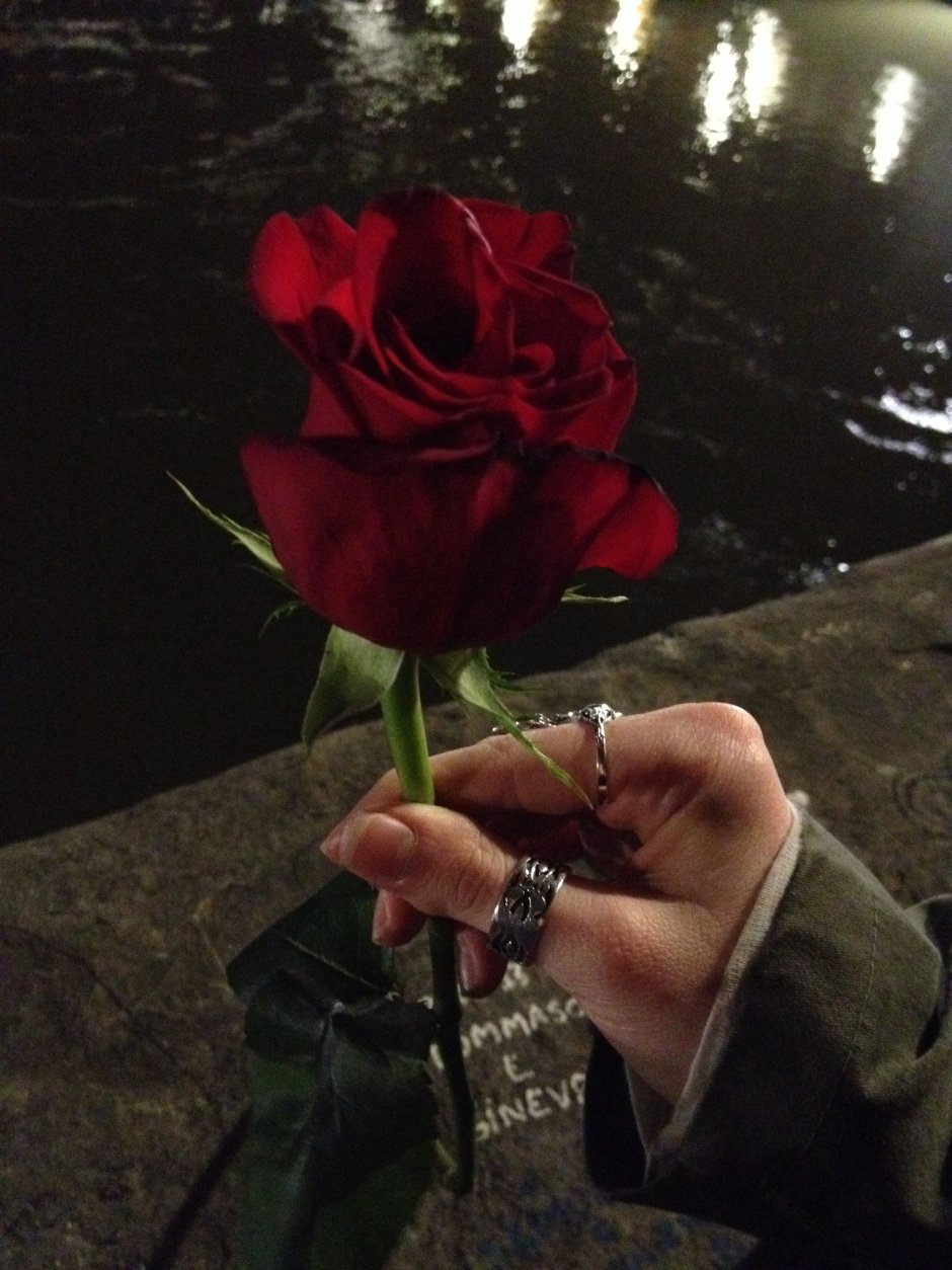 Одинокая роза в руке