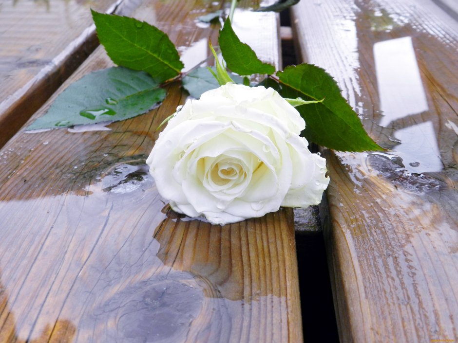 Белые розы лежат