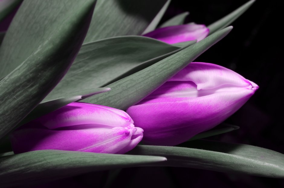 Tulipa Purple Bouquet