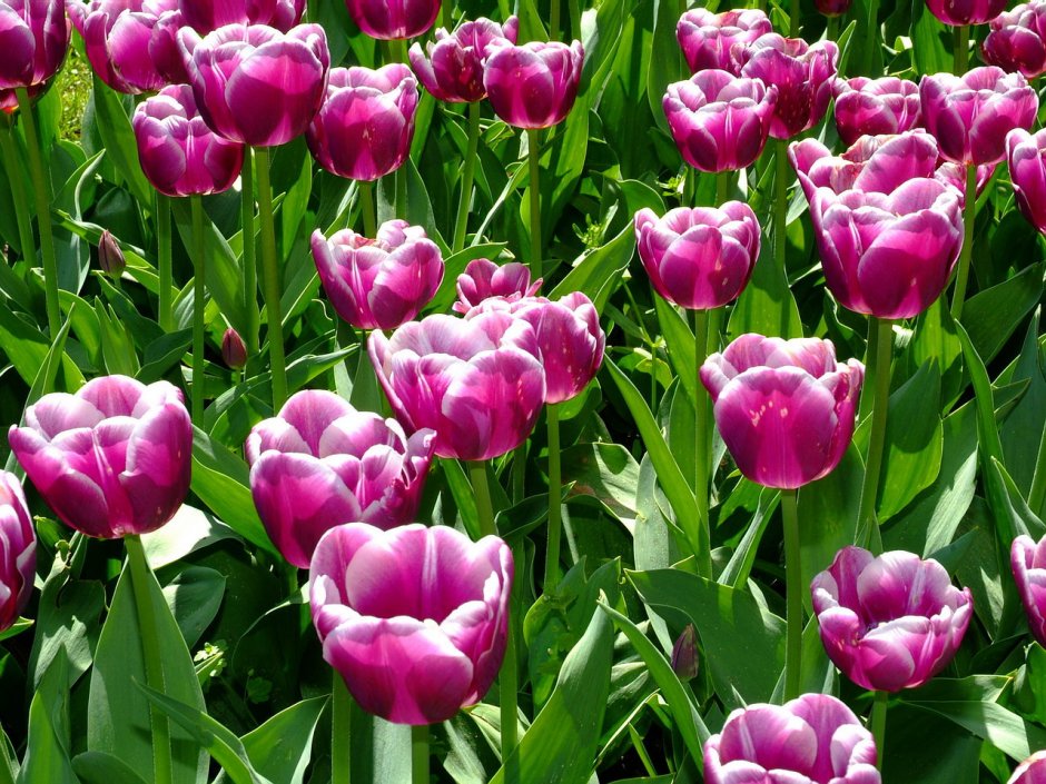 Dome тюльпаны (Tulips) 031003