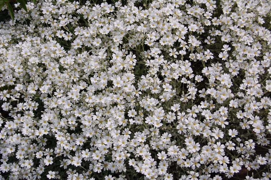 Низкорослые белые цветы