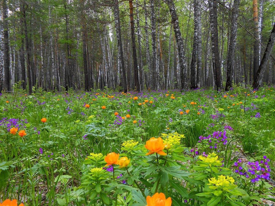 Подснежники, Ландыши, примулы