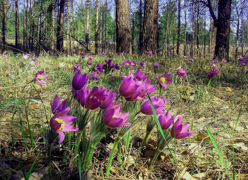 Первоцветы Лесные Ландыши