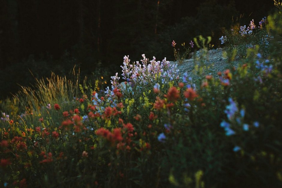 Полевые цветы в горах