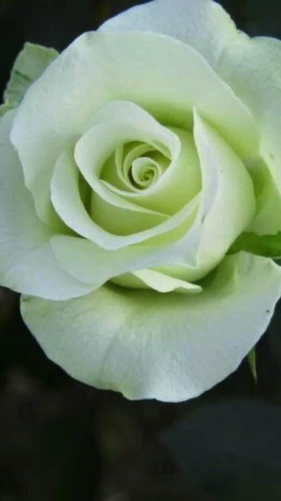 Бело зеленые розы